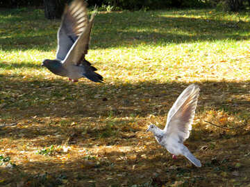 Las palomas vuelan №43187