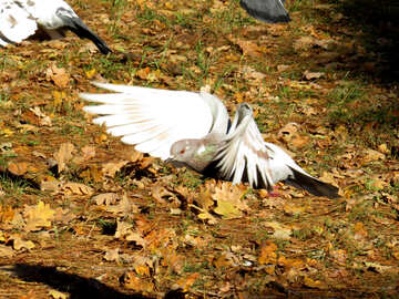 地面の上を飛んで白い鳩 №43184