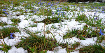 Blumen im Schnee №43142