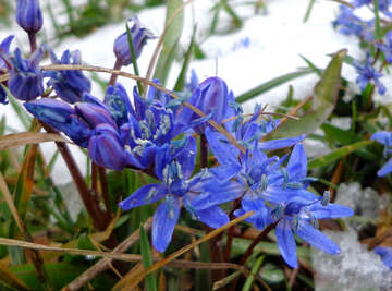 Blume Blausterne unter Schnee №43144
