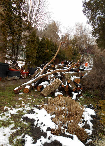 Erba dell`albero di neve №43087