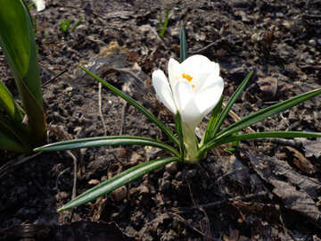 Weißer Krokus