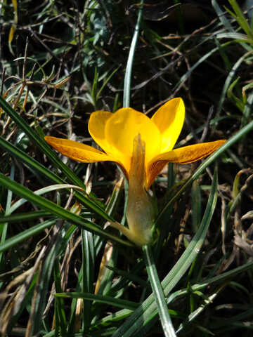 Spring yellow flower №43080