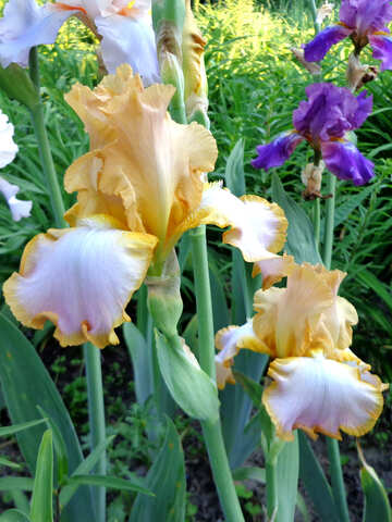 Farbige Sorten von Iris №43033