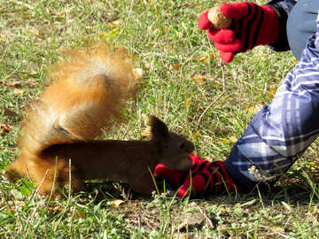 Child feeding squirrel №43151