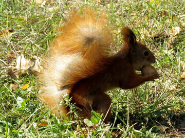 Squirrel in possesso di un dado №43153