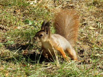 Eichhörnchen in einem Sprung №43192