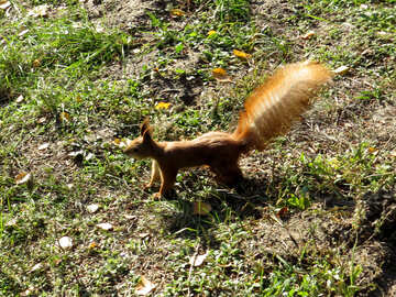 Écureuil à la recherche d`un écrou №43156