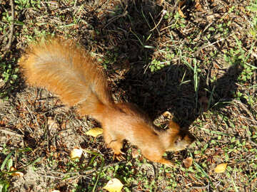 Squirrel runs around  №43158