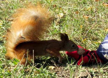 Squirrel takes nut from hand №43150
