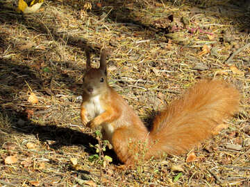 Squirrel Nut waiting №43170