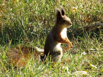 Squirrel waiting №43191