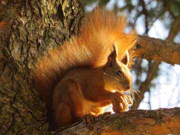 Eichhörnchen auf dem Baum №43163