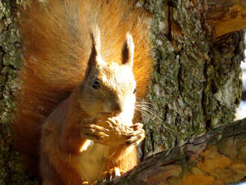 Écureuil avec un écrou sur un arbre №43176