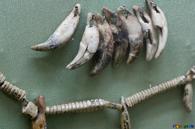 Necklaces of teeth №43819