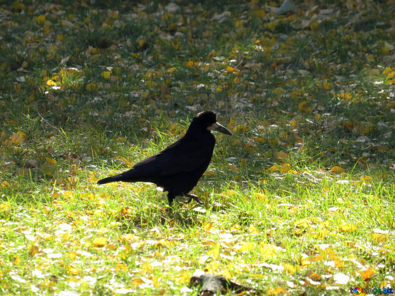 Black Crow №43196