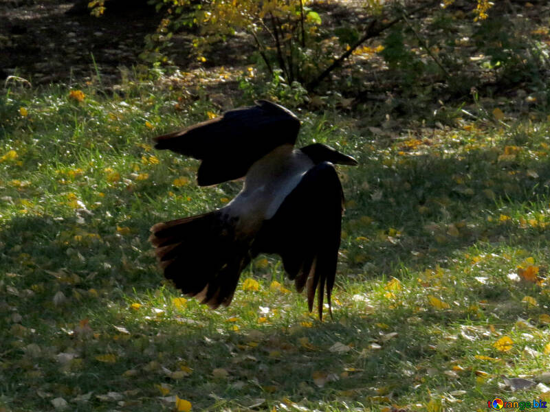 Crow flies №43182