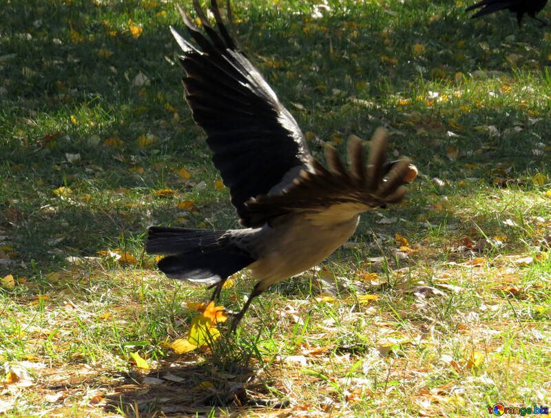 Crow flies №43212
