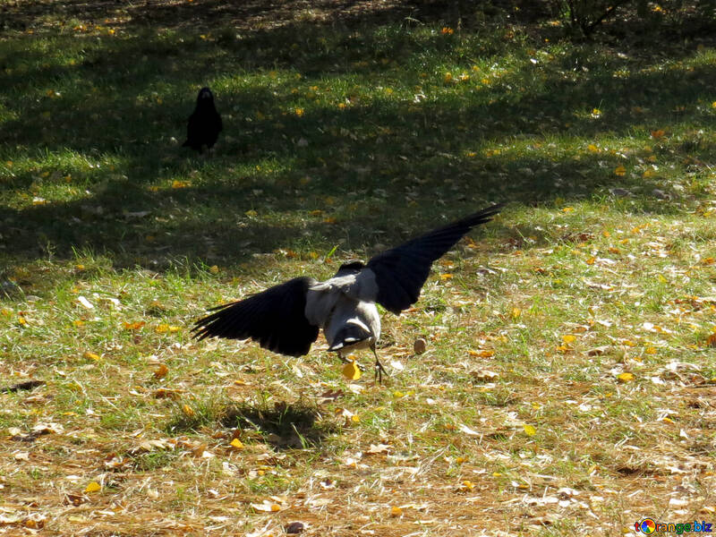 Crow fliegt über das Gras №43211