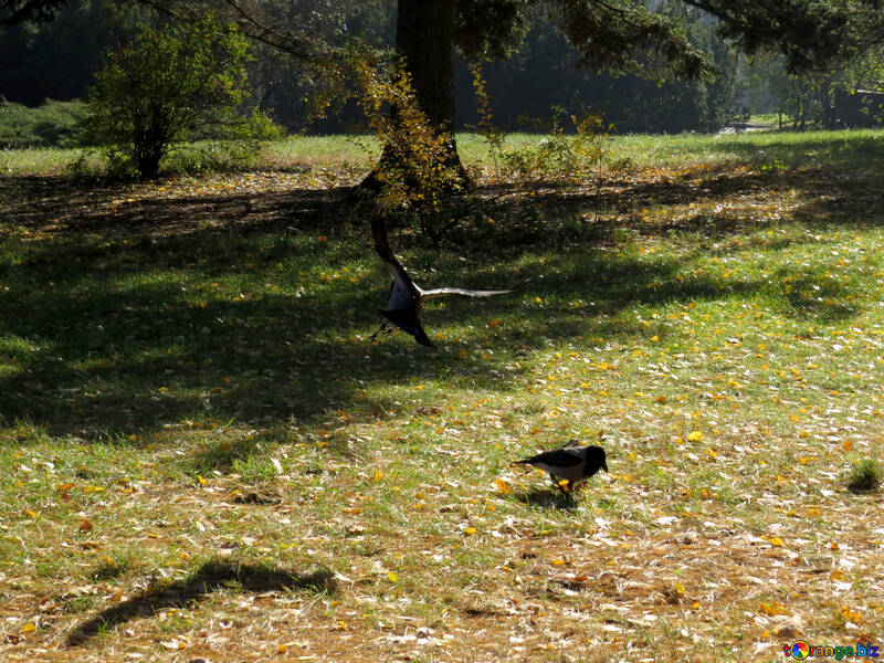 Cuervo en la hierba №43217