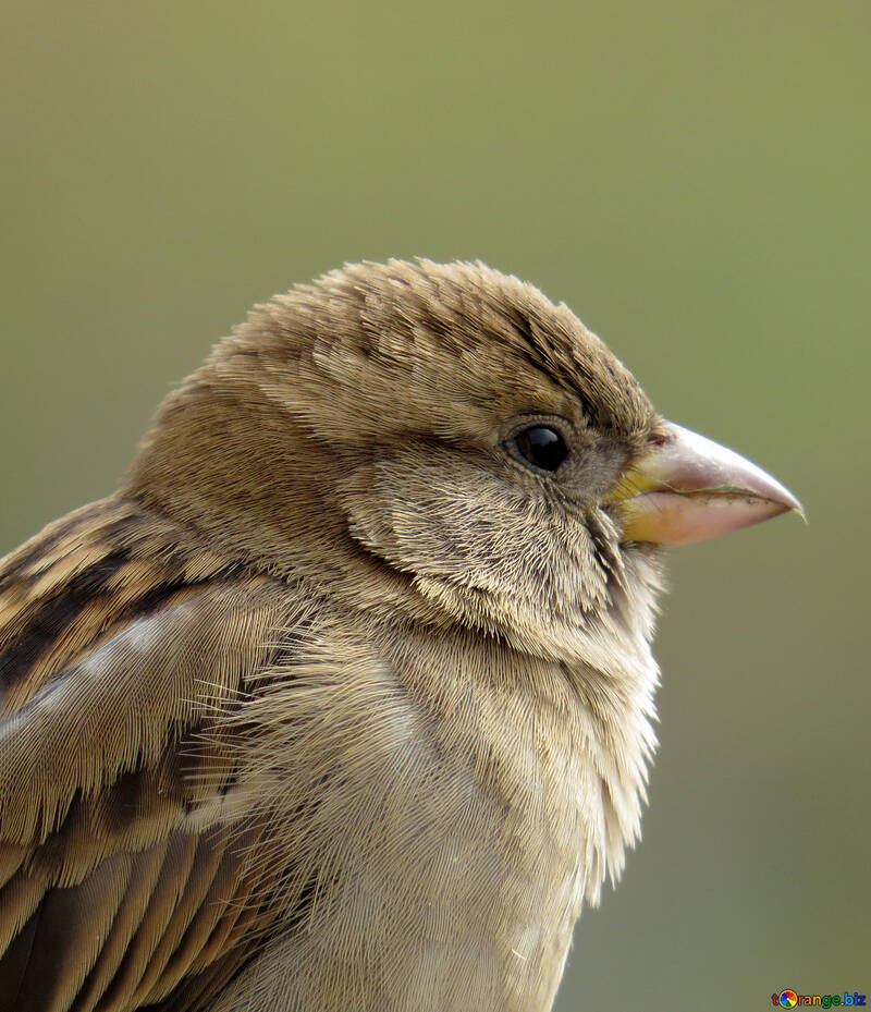 City bird sparrow №43227