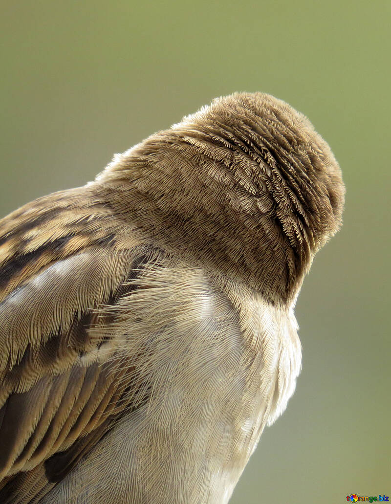 Feather sparrow №43226