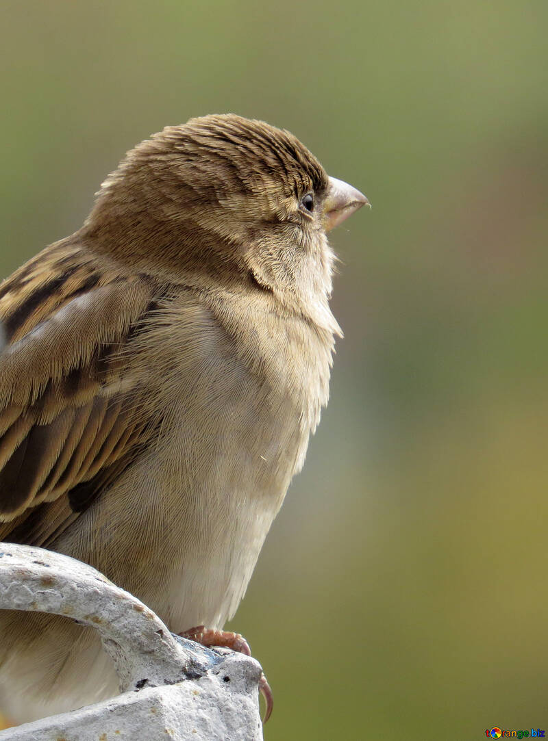 Bird sparrow №43222