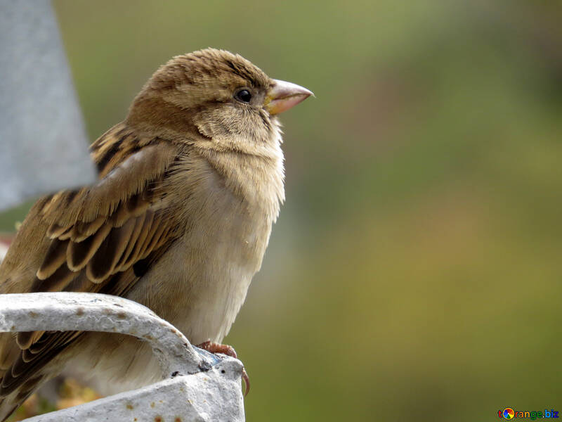 Bird sparrow №43223