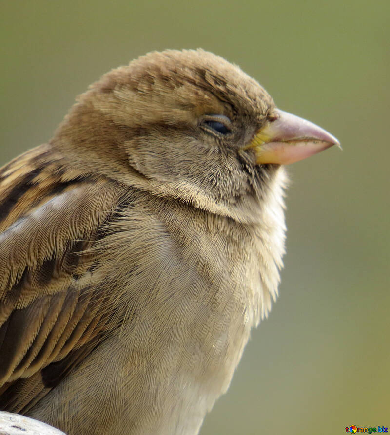 Bird sparrow sleeps №43224