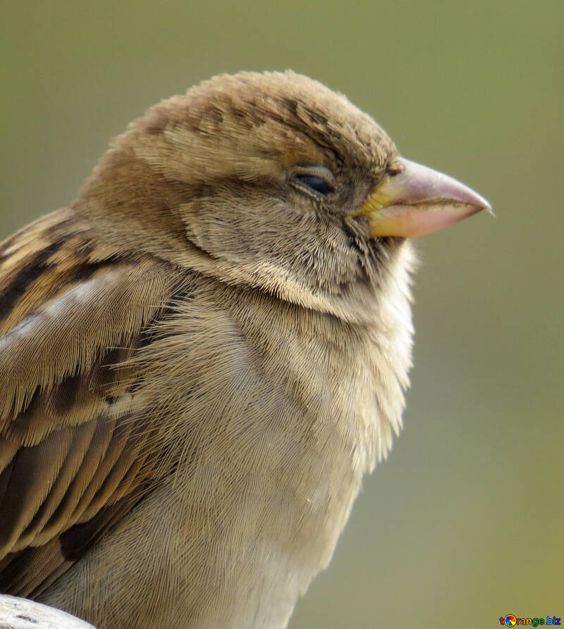 Vogel Spatz schläft №43224