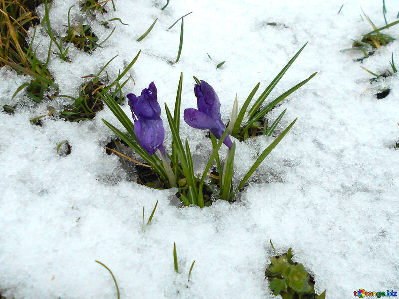 Crocuses in the snow №43092
