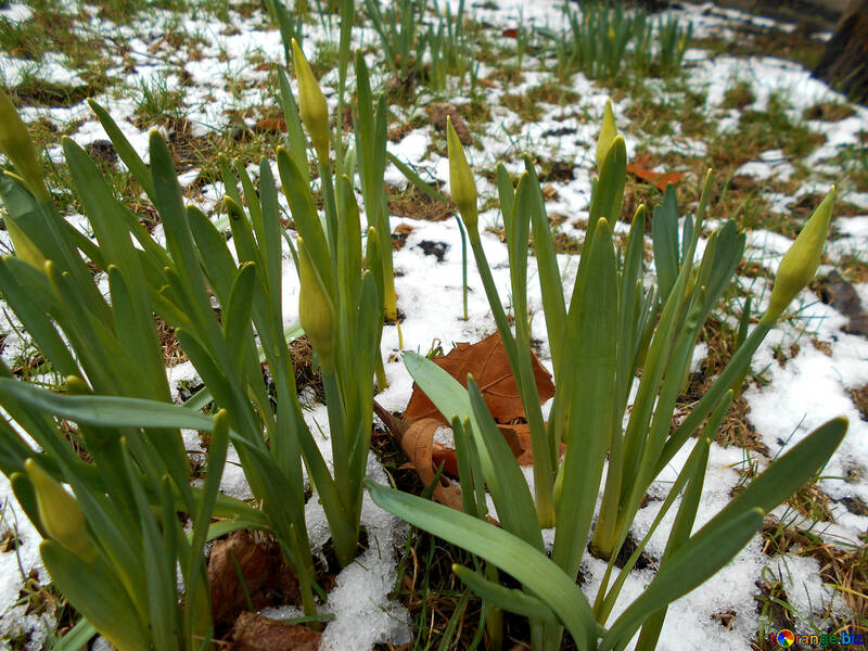 Los primeros narcisos en la nieve №43088