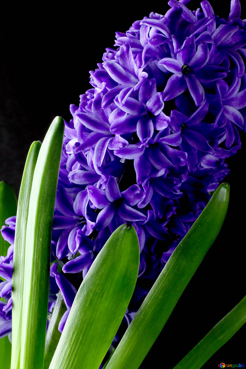 Flowers hyacinths №43062