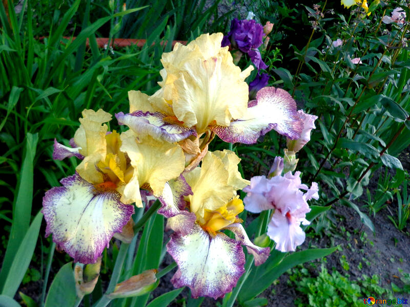 Multicolored flowers irises №43010