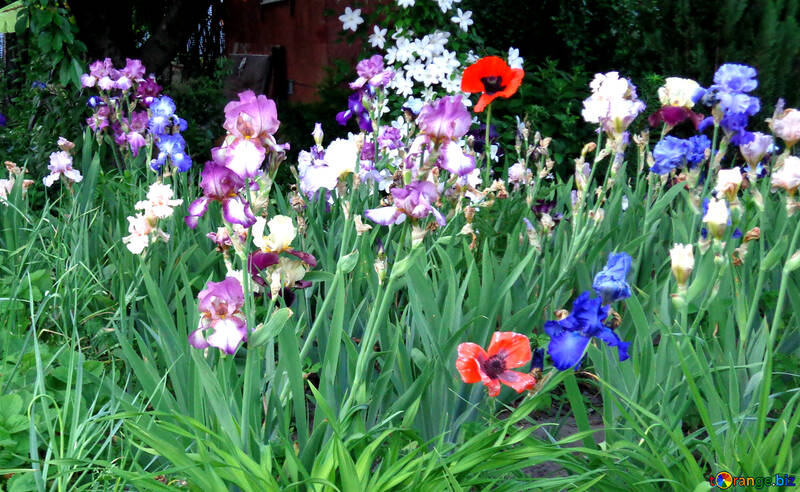 Multicolored flowers irises in the garden №43007