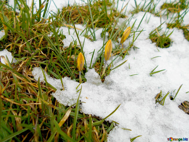 The first flowers appear from under the snow №43093