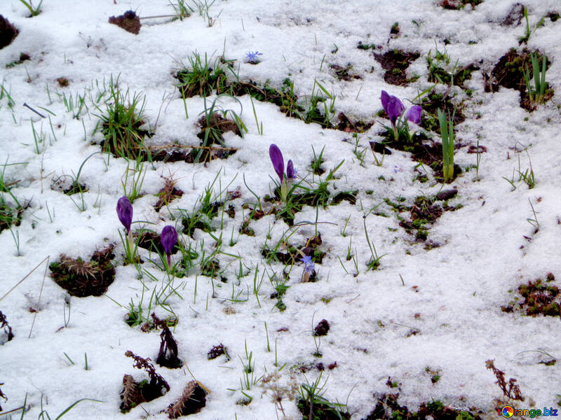 The first flowers in snow №43126