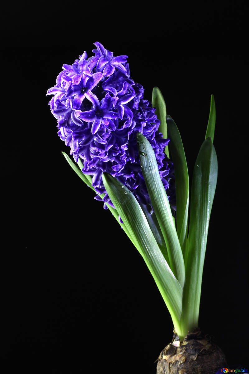 Hyacinth №43066