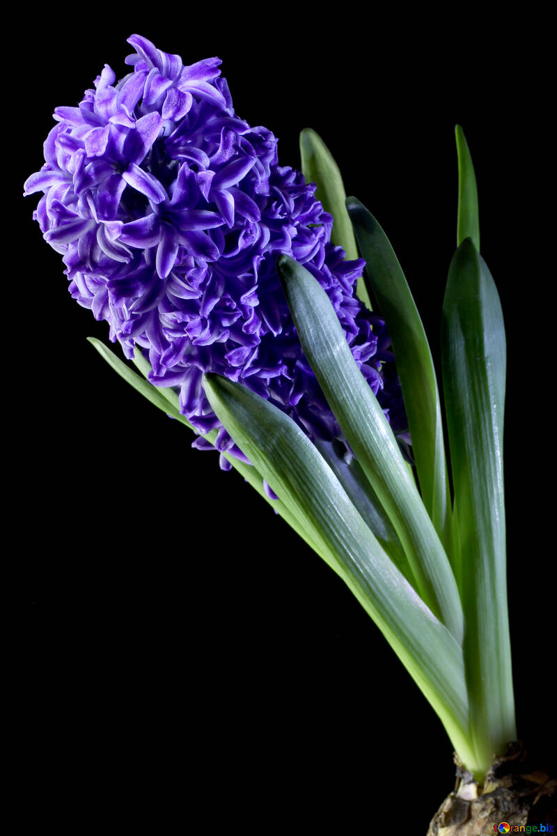 Flower hyacinth №43065