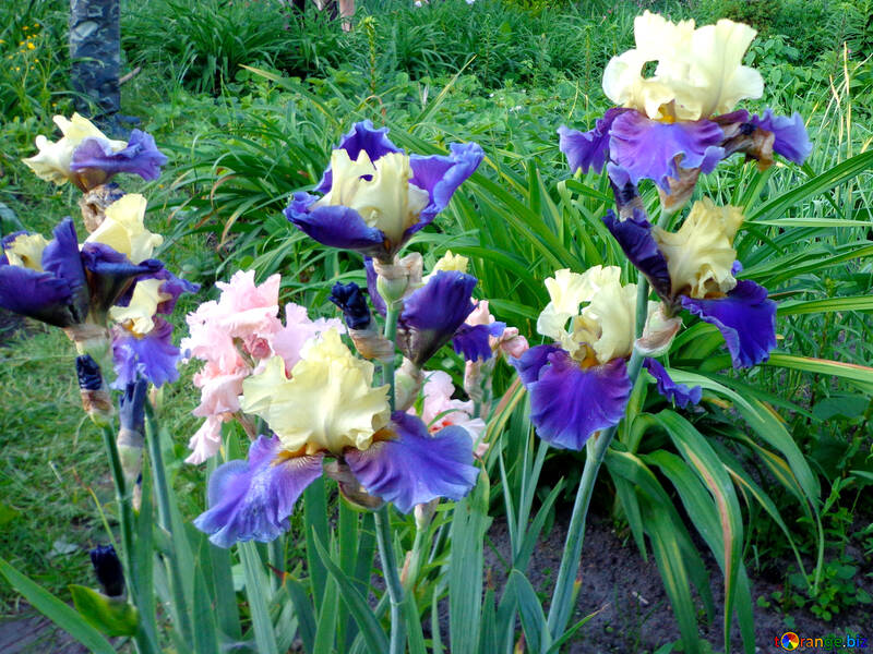 Colored irises №43011