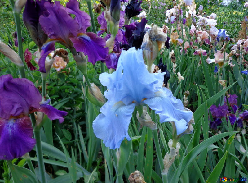Multi-colored irises №43018