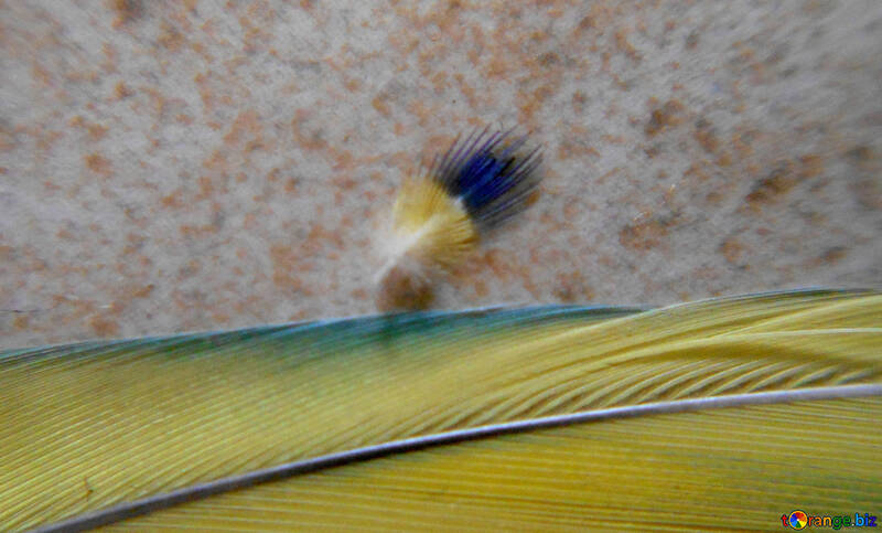 Small colored feather №43115