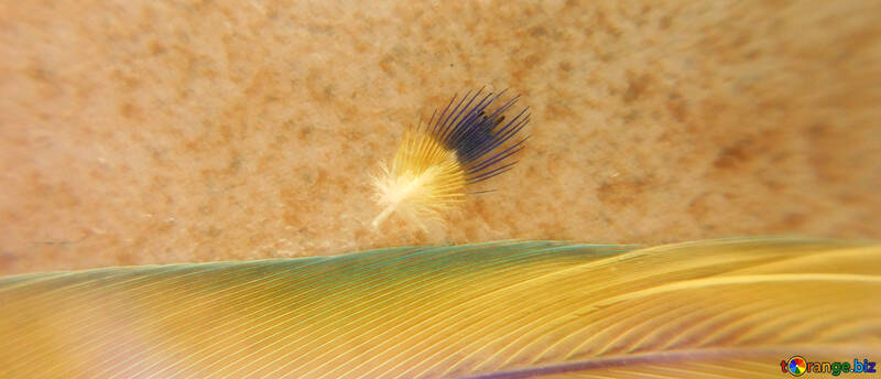 Small feather №43114