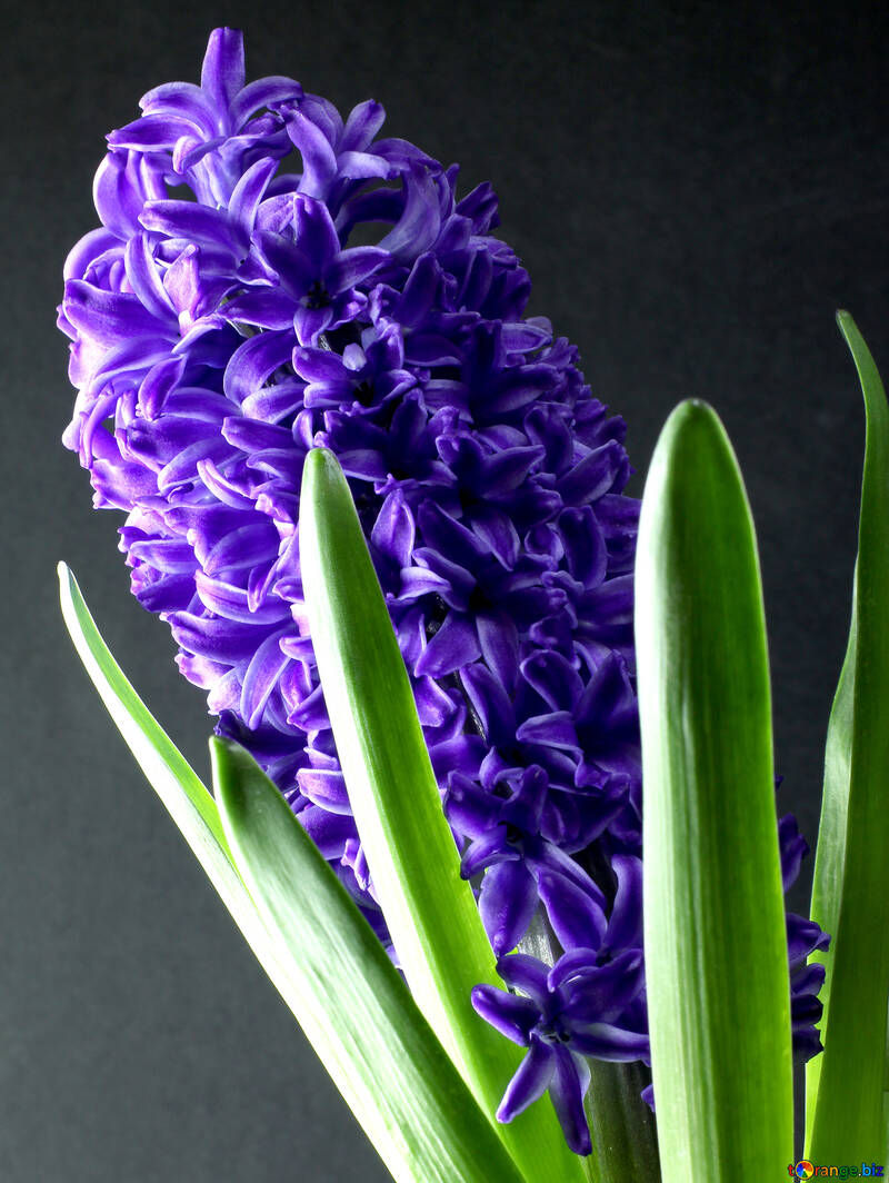 Flowers hyacinths №43061