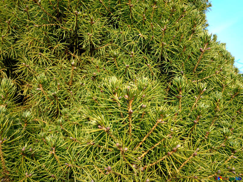 Small pine plants of branches №43036
