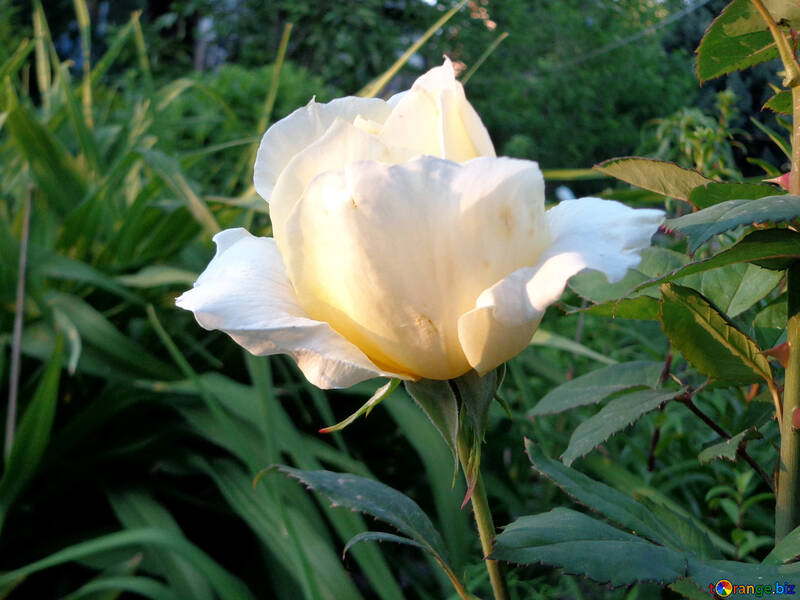 Rosa bianca №43013