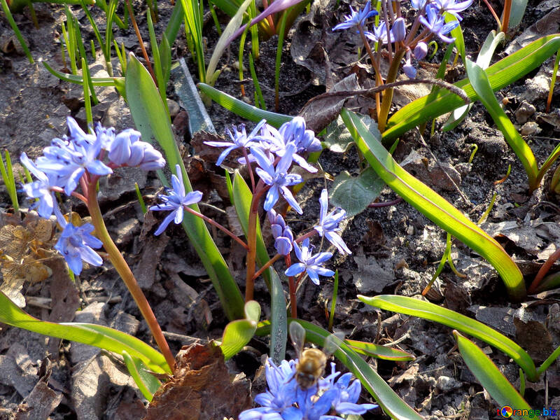 Blume Blausterne №43046