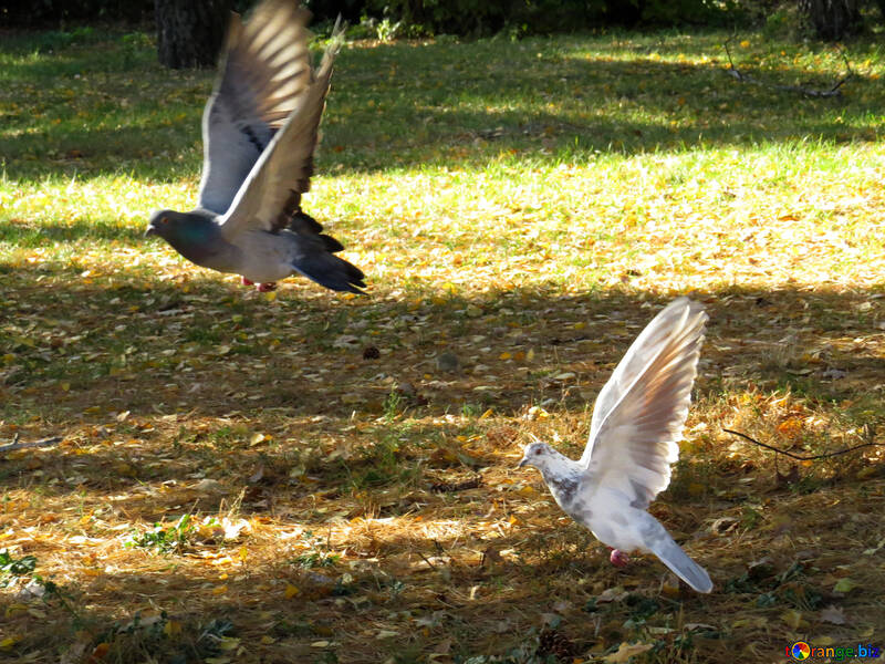 Pigeons fly №43187