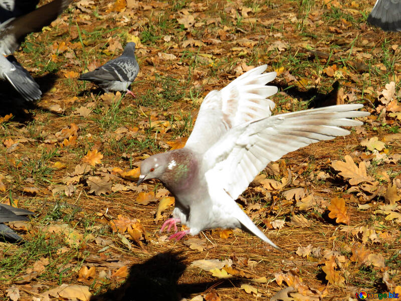 White Pigeon flying №43185