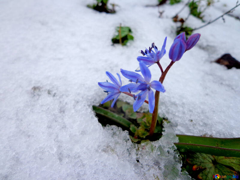 Première fleur dans la neige №43141